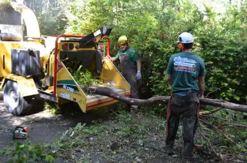 tree services Jasmine Estates